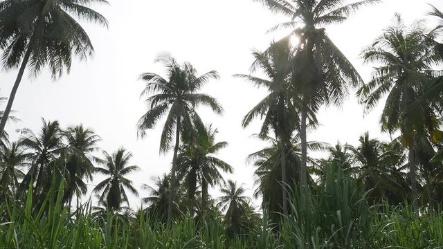 Coconut palm , smooth panning video