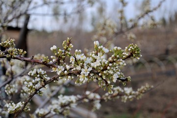 Soft photo of White-pink cherry blossom. Bokeh