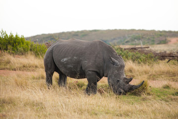Naklejka premium Male White Rhino with long horn grazing