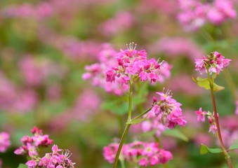 Fototapeta premium 赤ソバの花咲く