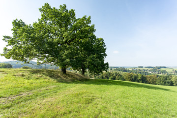 Cultivated landscape with trees