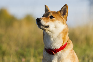 Japanese breed of dogs Sibu Inu for a walk