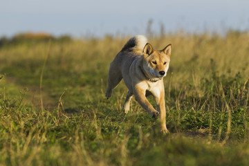 Japanese breed of dogs Sibu Inu for a walk