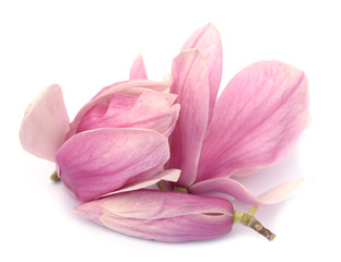Obraz na płótnie Canvas pink magnolia flower