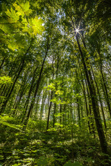 Green Trees Top in Forest
