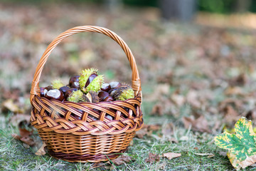 Fototapeta na wymiar Autumn / many chestnuts in a basket in the autumn forest