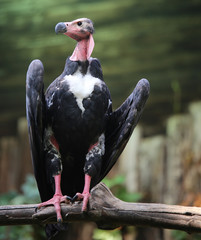 turkey vulture with long neck waiting for prey