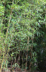 green large bamboo stalks with leaves