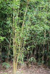 bamboo stalks with leaves in a cane field