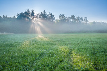 Morning Landscape with Meadow