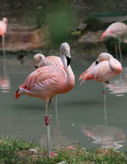 Obraz premium pink flamingo with colored feathers and long beak