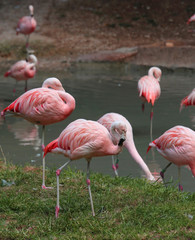 many pink flamingoes are resting on the pond