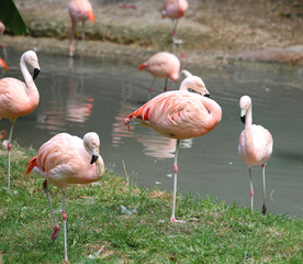 Obraz premium pink flamingos are resting on the bank of the pond