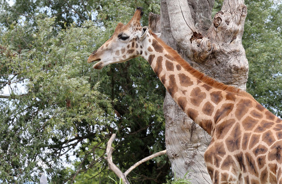 giraffe with a long neck eats the leaves