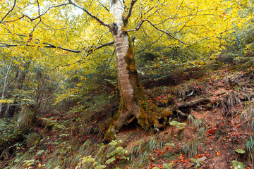 Fototapeta premium Old birch tree in a autumn forest