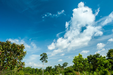 Field,tree and blue sky