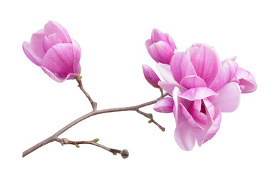 magnolia flower - obrazy, fototapety, plakaty