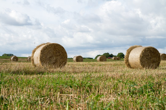 Rundbalar med h&ouml; p&aring; stubb&aring;ker