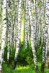 summer in birch forest