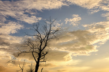 Silhouette of dried tree with nice sunset sky