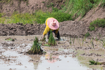agriculturist transplant  papyrus
