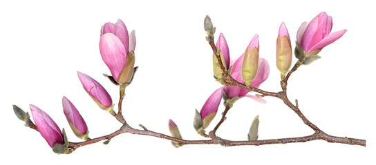 magnolia flower © anphotos99