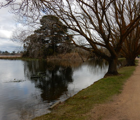 Fototapeta premium Lakeside Path with Trees