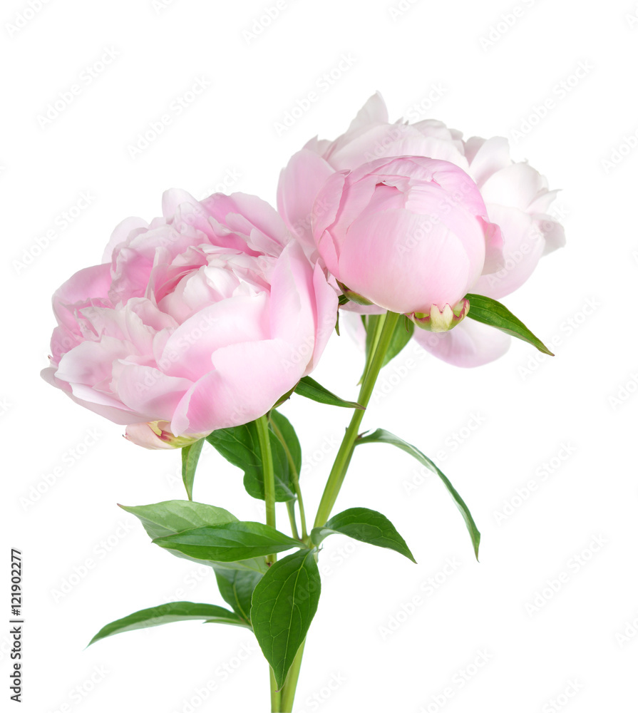 Sticker peony flower