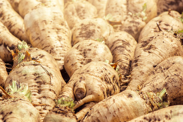 Harvested sugar beet crop root pile