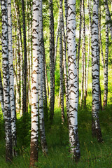 Fototapeta premium summer in birch forest