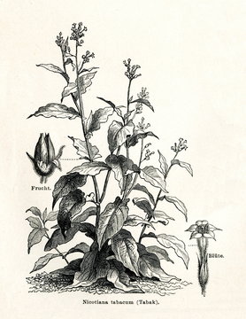Cultivated tobacco (Nicotiana tabacum) (from Meyers Lexikon, 1895, 7/338/339)