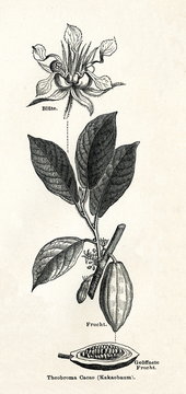 Cacao tree (Theobroma cacao) (from Meyers Lexikon, 1895, 7/338/339)