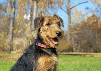 Airedale terrier Close-up in the park