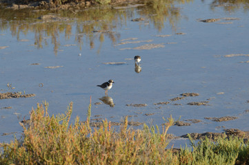 paisajes de marismas y aves en las salinas 