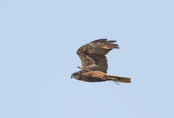 Western Marsh-harrier