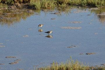 paisajes de marismas y aves en las salinas 