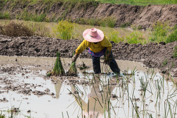 agriculturist transplant  papyrus
