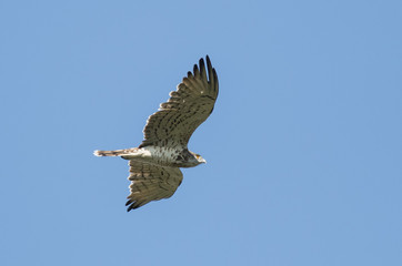 Short-toed Snake-eagle