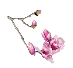 Fototapeta premium pink magnolia