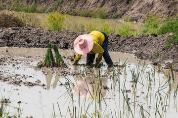 agriculturist transplant  papyrus