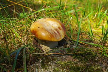 Penny bun (boletus edulis), sunlit.