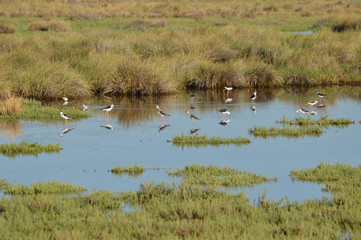 paisajes de marismas y aves en las salinas 