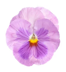Crédence en verre imprimé Pansies pensée violette
