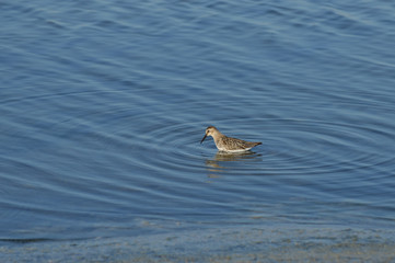 paisajes de marismas y aves en las salinas 