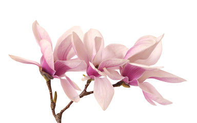 Fototapeta premium pink magnolia