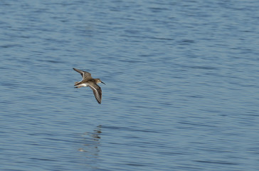 paisajes de marismas y aves en las salinas 