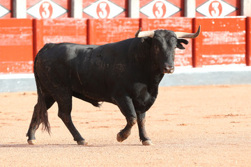 Toro bravo en la plaza 