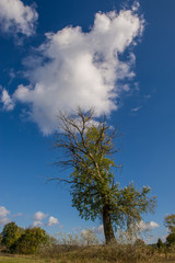 Obraz premium autumn trees and clouds