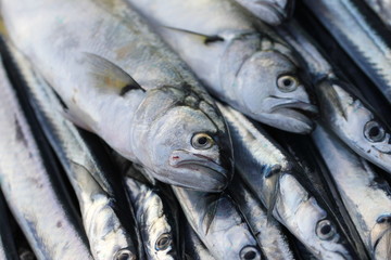Obraz premium 鮮魚