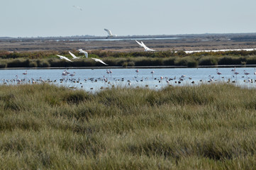 paisajes de marismas y aves en las salinas 